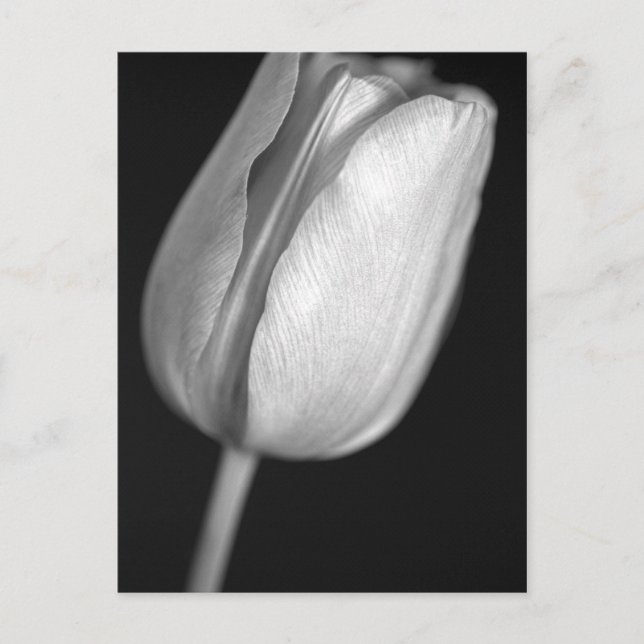 Carte Postale Tulipe demi-teinte (Devant)
