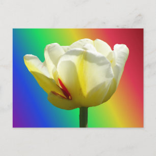 Carte Postale Tulipe jaune blanc fermer arc-en-ciel do-it-yourse