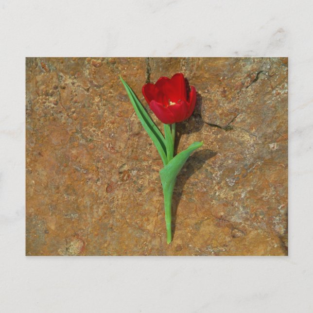 Carte Postale Tulipe jaune et rouge (Devant)