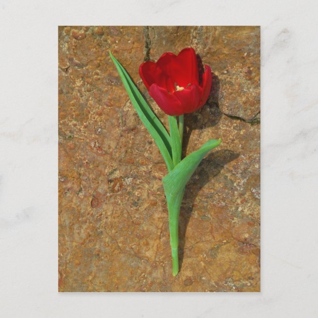 Carte Postale Tulipe jaune et rouge (Devant)