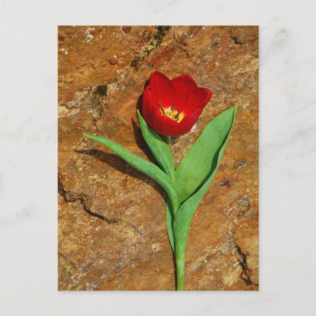 Carte Postale Tulipe jaune et rouge (Devant)