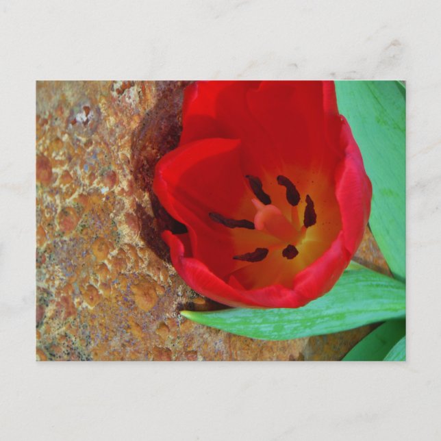 Carte Postale Tulipe jaune printemps et rouge (Devant)