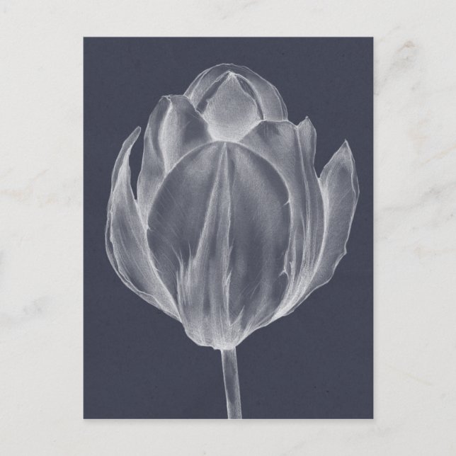 Carte Postale Tulipe monochrome I (Devant)