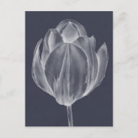 Tulipe monochrome I