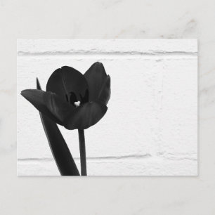Carte Postale Tulipe noire