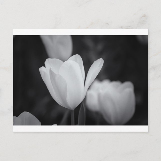 Carte Postale Tulipe noire et blanche (Devant)
