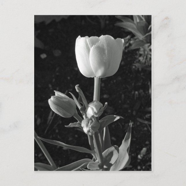 Carte Postale Tulipe noire et blanche (Devant)