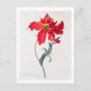 Carte Postale Tulipe : Perroquet Rouge