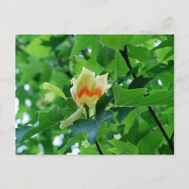 Carte postale Tulipe peuplier jaune (Devant)