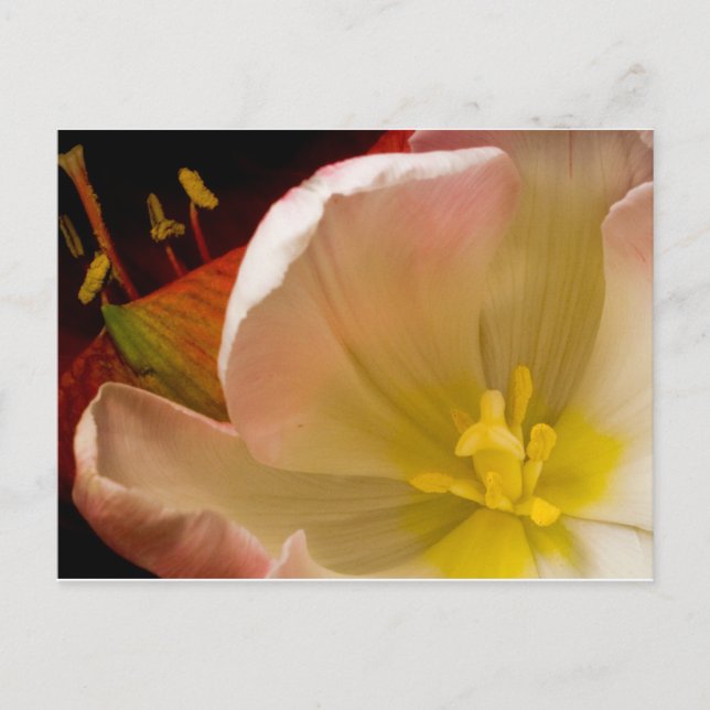 Carte Postale Tulipe rose (Devant)
