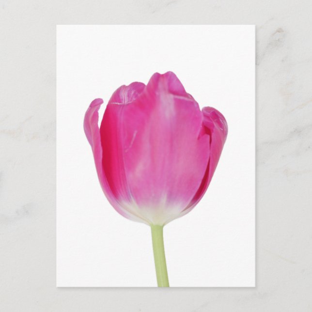 Carte postale Tulipe rose (Devant)