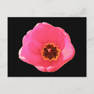 Carte postale Tulipe rose