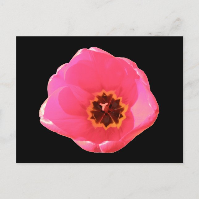 Carte postale Tulipe rose (Devant)