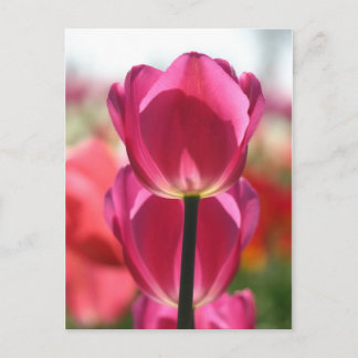Carte postale Tulipe rose