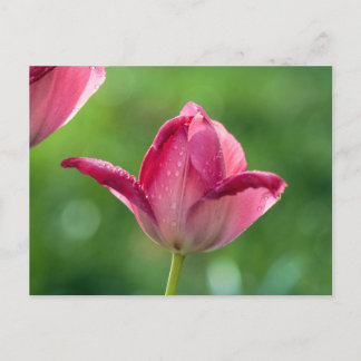 Carte Postale Tulipe rose dans la rosée matinale