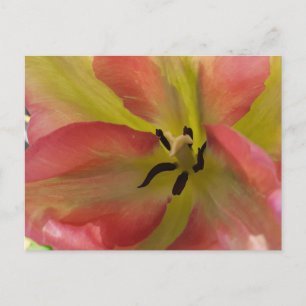 Carte Postale Tulipe rose et jaune