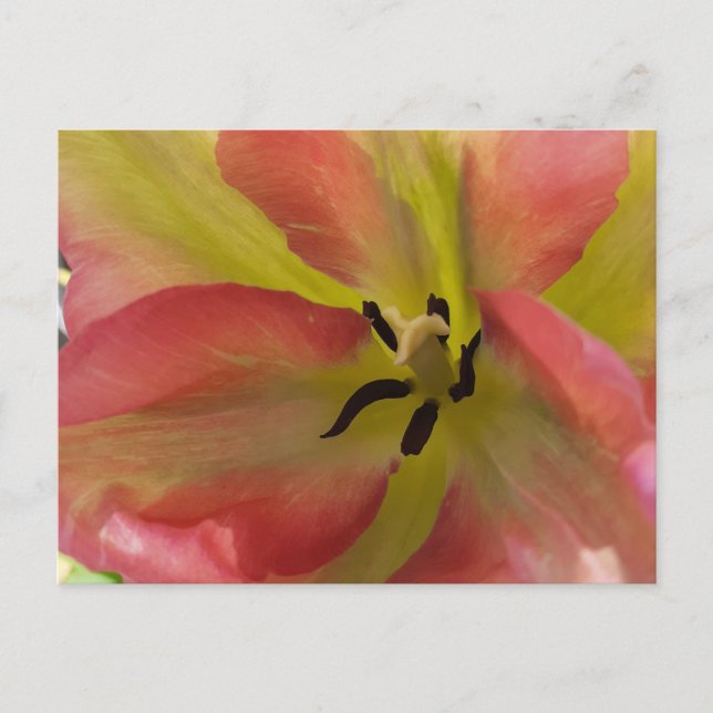 Carte Postale Tulipe rose et jaune (Devant)