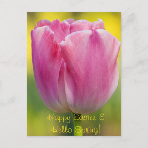 Carte postale Tulipe rose printemps
