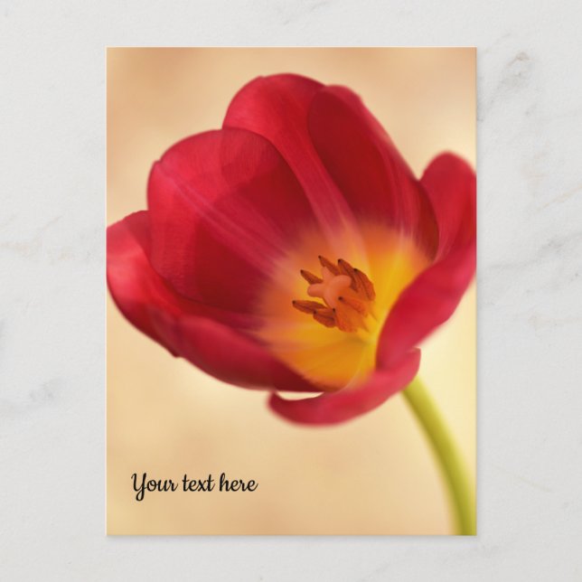 Carte Postale Tulipe rose unique (Devant)