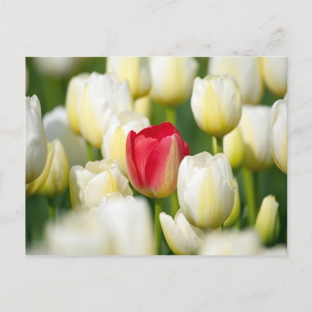 Carte Postale Tulipe rouge dans un domaine des tulipes blanches (Devant)