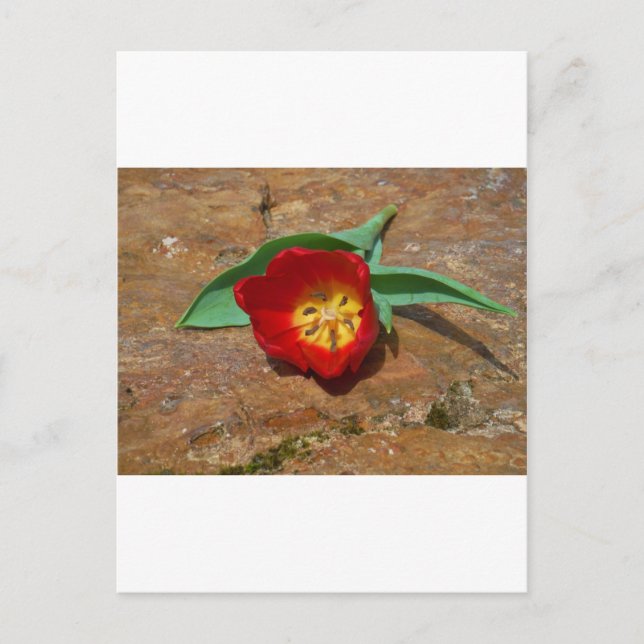 Carte Postale Tulipe rouge du printemps (Devant)