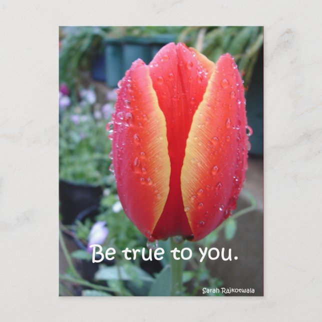 Carte Postale Tulipe rouge et gouttes de pluie florale Soyez fid (Devant)