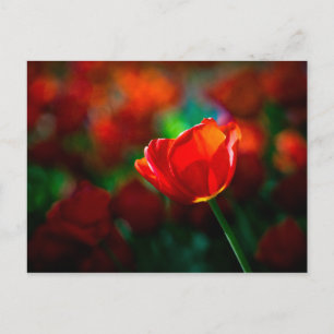 Carte Postale Tulipe rouge - Mystère de floraison