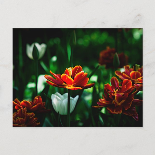 Carte Postale Tulipe rouge - Sa Majesté le roi (Devant)