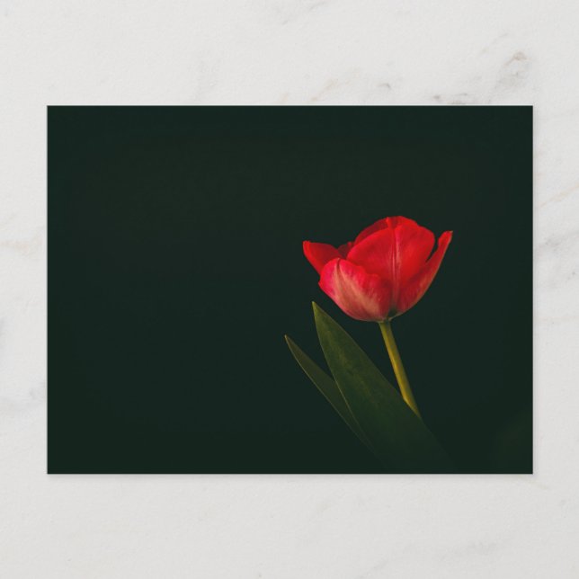 Carte Postale Tulipe rouge unique (Devant)