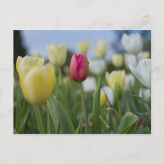 Carte Postale Tulipes