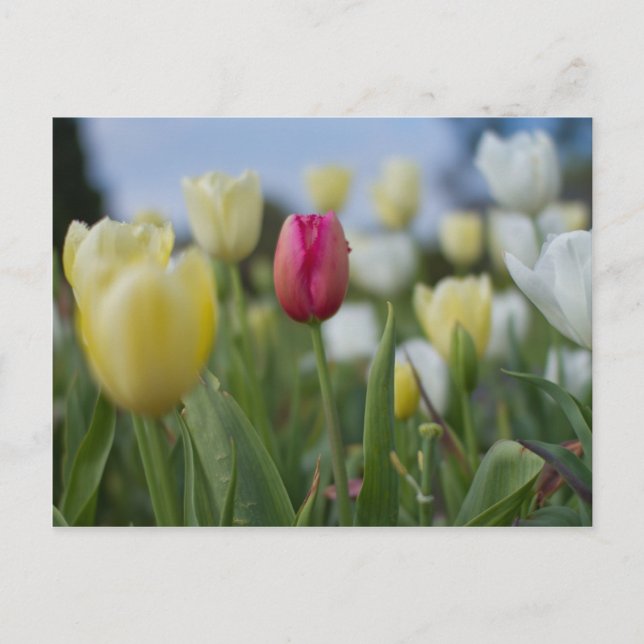 Carte Postale Tulipes (Devant)