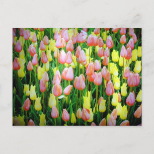 Carte Postale tulipes