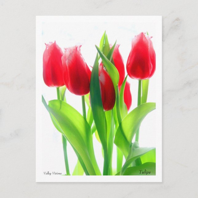 Carte Postale Tulipes (Devant)