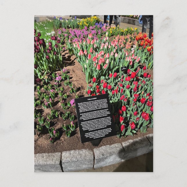 Carte Postale Tulipes (Devant)