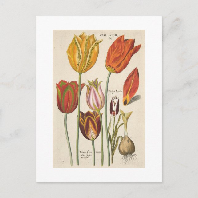 Carte Postale Tulipes (Devant)