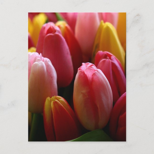 Carte Postale Tulipes (Devant)