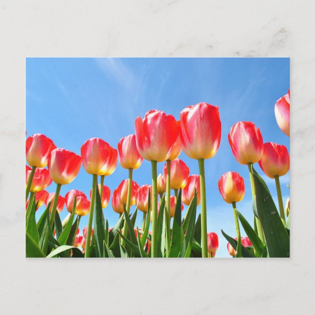 Carte Postale Tulipes (Devant)