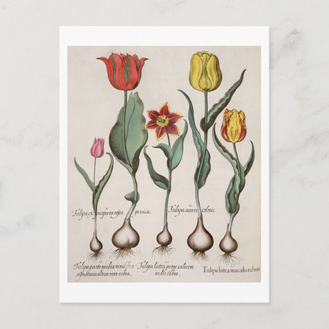 Carte Postale Tulipes : 1.Tulipa lutea maculis rubens; 2.Tulipa  (Devant)