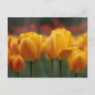 Carte Postale Tulipes 2