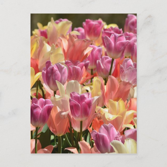 Carte Postale Tulipes #2 (Devant)