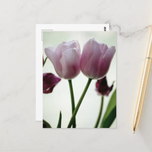 Carte Postale Tulipes 3259