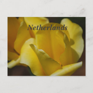 Carte Postale Tulipes à Pays-Bas
