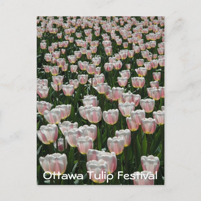 Carte Postale Tulipes argentées et roses (Devant)