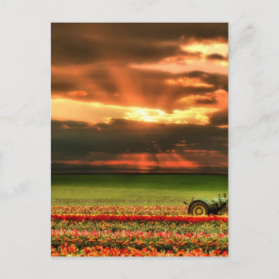 Carte Postale Tulipes Au Coucher Du Soleil