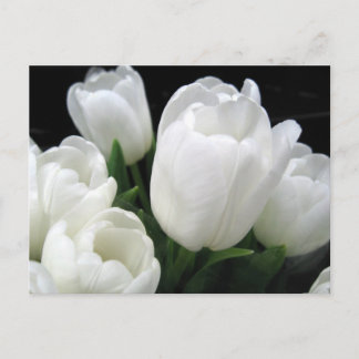 Carte Postale Tulipes blanches