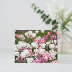 Carte Postale Tulipes blanches et roses brillantes par jour enso