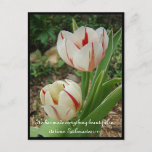 Carte Postale Tulipes blanches et rouges