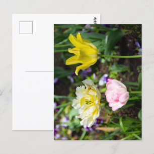 Carte Postale Tulipes blanches, roses et jaunes dans le jardin