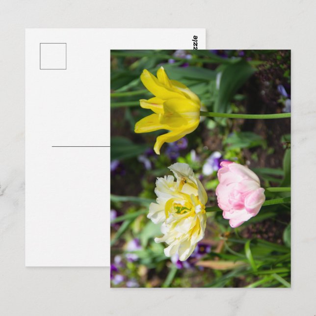 Carte Postale Tulipes blanches, roses et jaunes dans le jardin (Devant / Derrière)