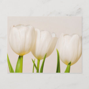 Carte Postale Tulipes blanches sur fond blanc,